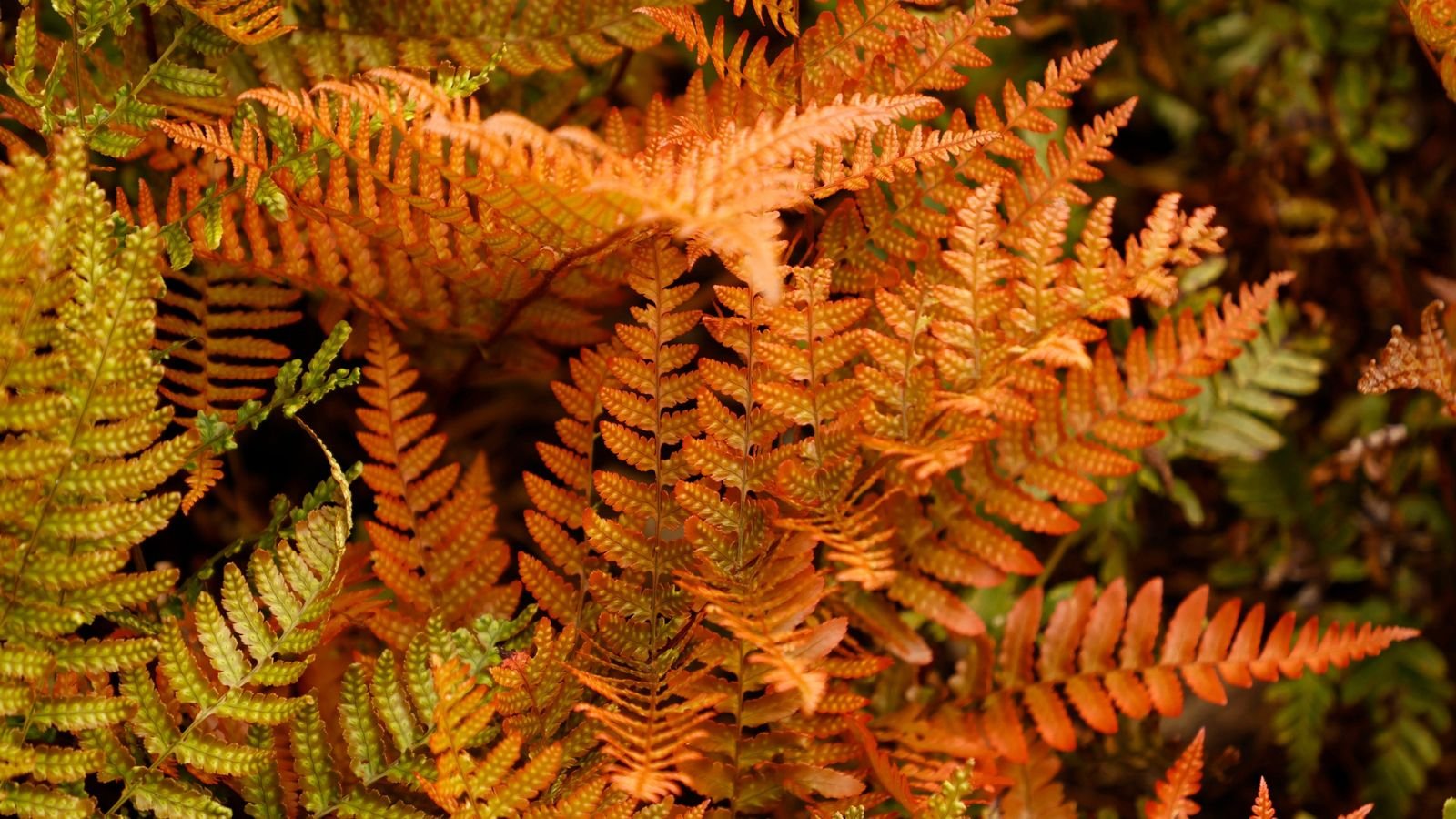 A closeup shot of Dryopteris erythrosora fronds appearing to have reddish leaves