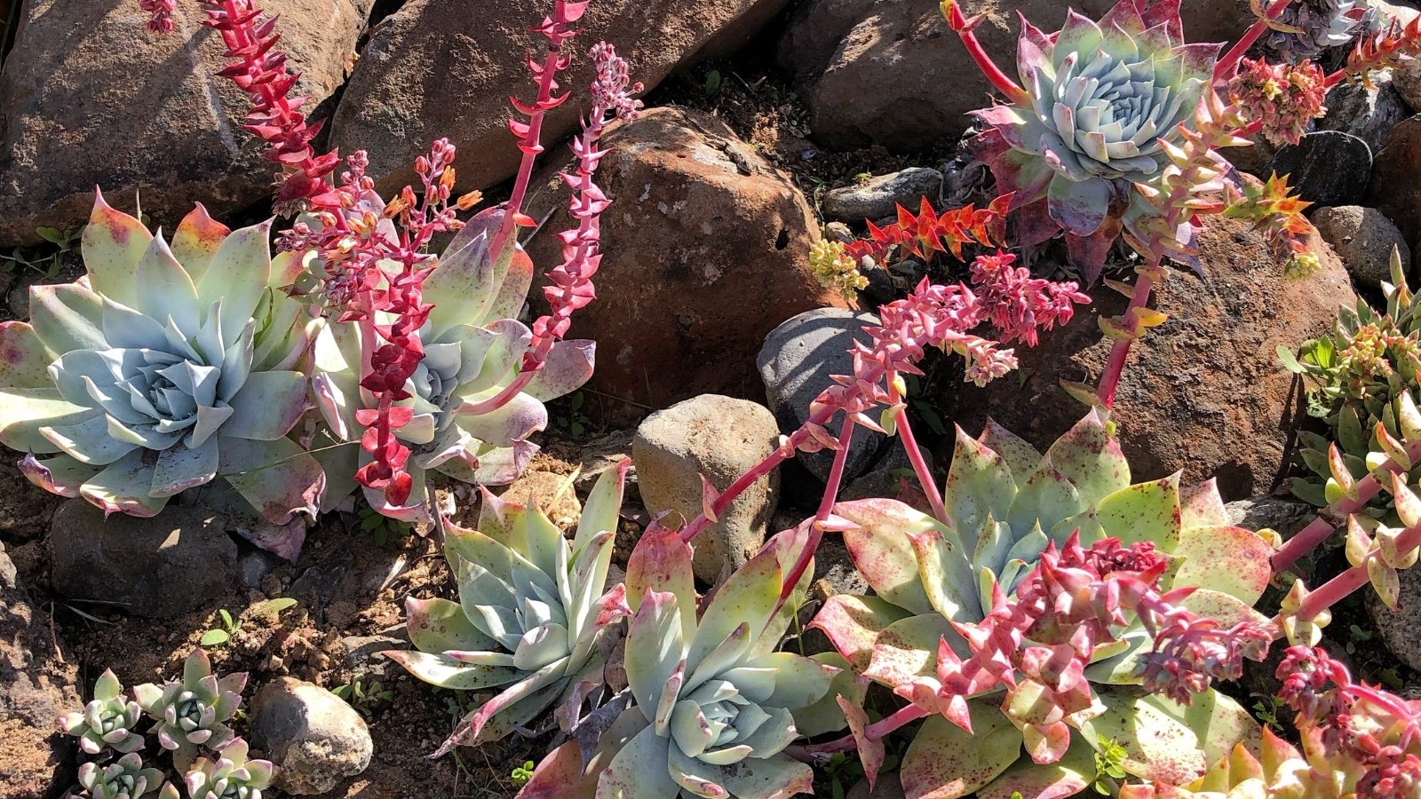 Rosette-shaped, fleshy silvery leaves form a low, spreading mound, topped by tall, slender red-pink stalks bearing branching clusters of small, star-shaped flowers amid rocky terrain.