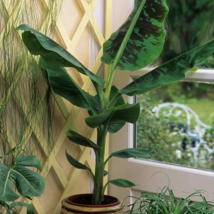 Dwarf Cavendish Banana Tree