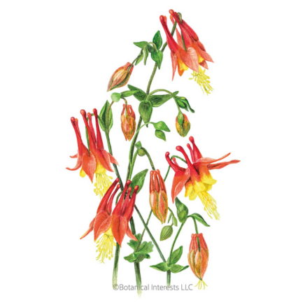 Eastern Red Columbine Seeds