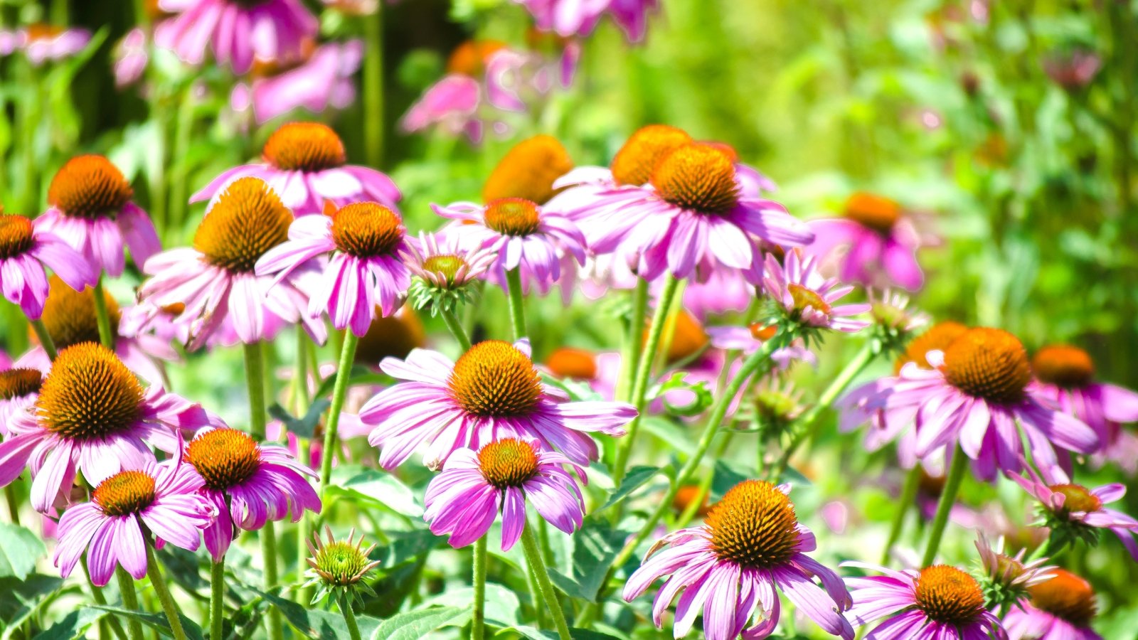 Tall, sturdy stems with lance-shaped green leaves and large purple-pink conical flowers with spiky central disks.