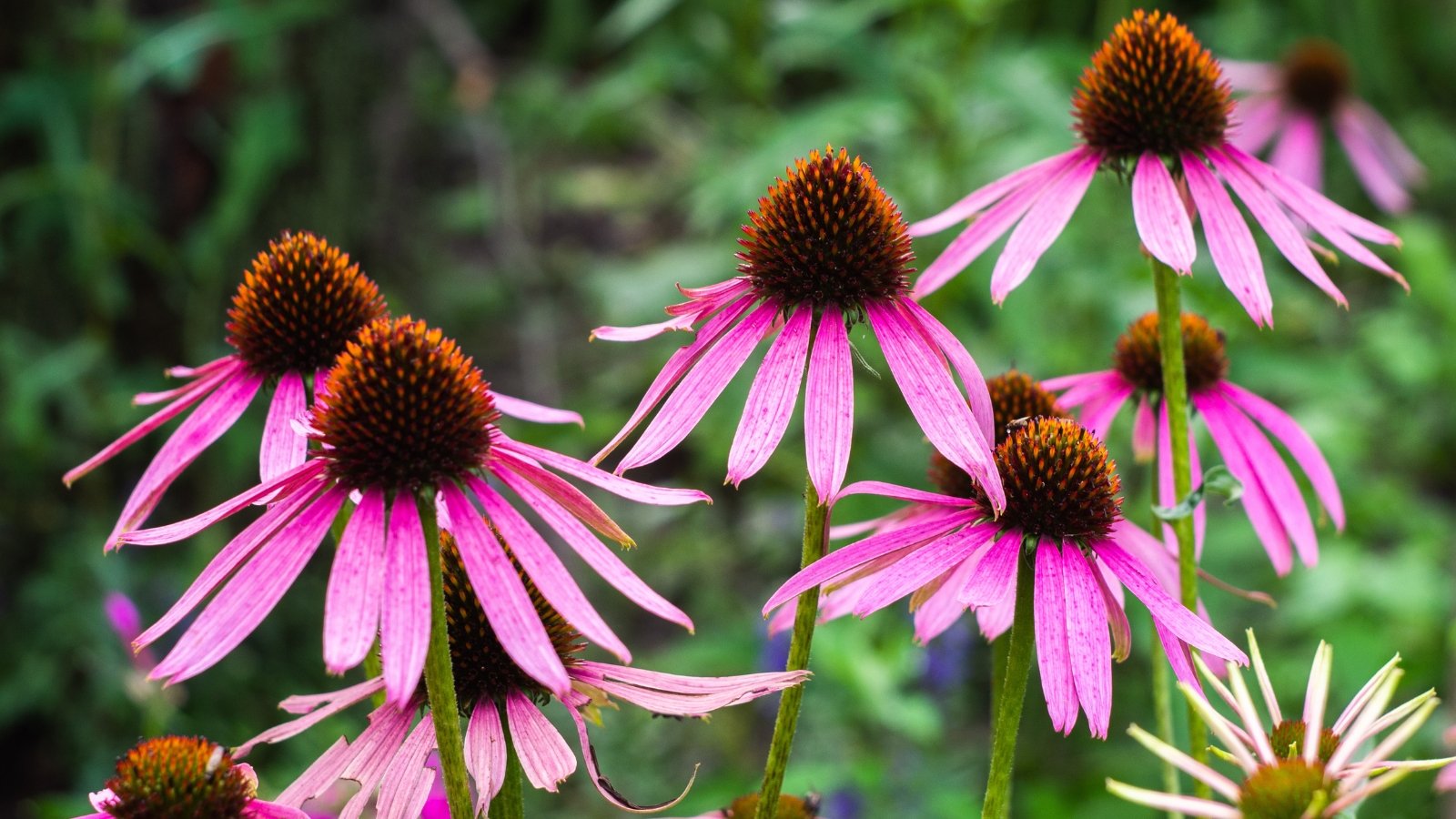 Tall stems topped with spiky cone-shaped pinkish-purple blooms rise above rough, dark green lanceolate leaves.