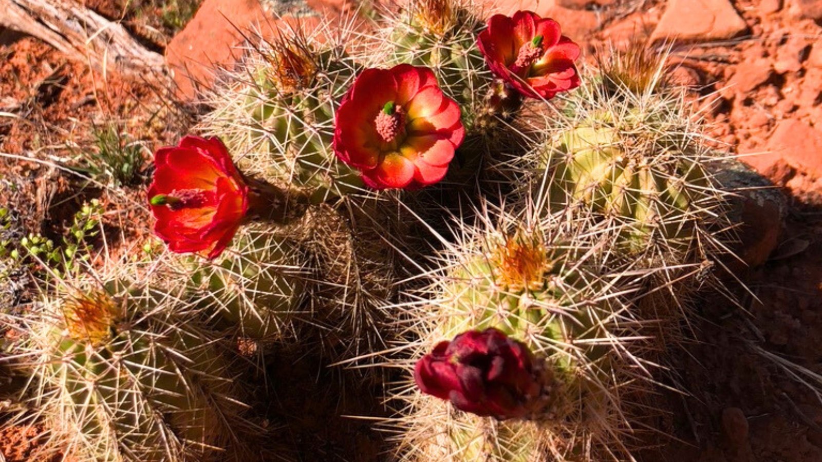 Round, spiny cacti with several vibrant, reddish-orange flowers with wide, silky petals and yellow centers.