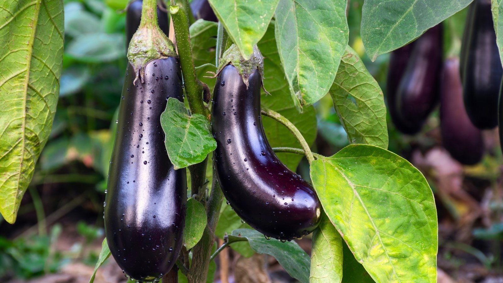 Shiny deep purple elongated fruits hang from bushy plants with large, dark green leaves.