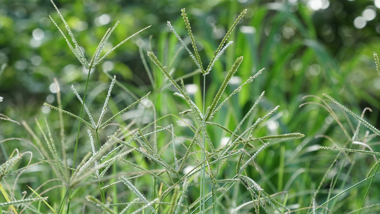 Stiff, spreading stems with flat green leaves and compact, silvery flowering spikes at the top.