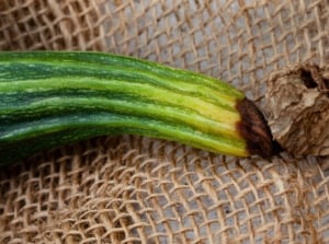 A green striped zucchini rests on the mesh with its blossom end darkened and sunken from rot, showing zucchini diseases