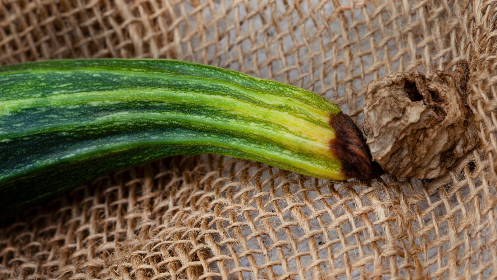 A green striped zucchini rests on the mesh with its blossom end darkened and sunken from rot.