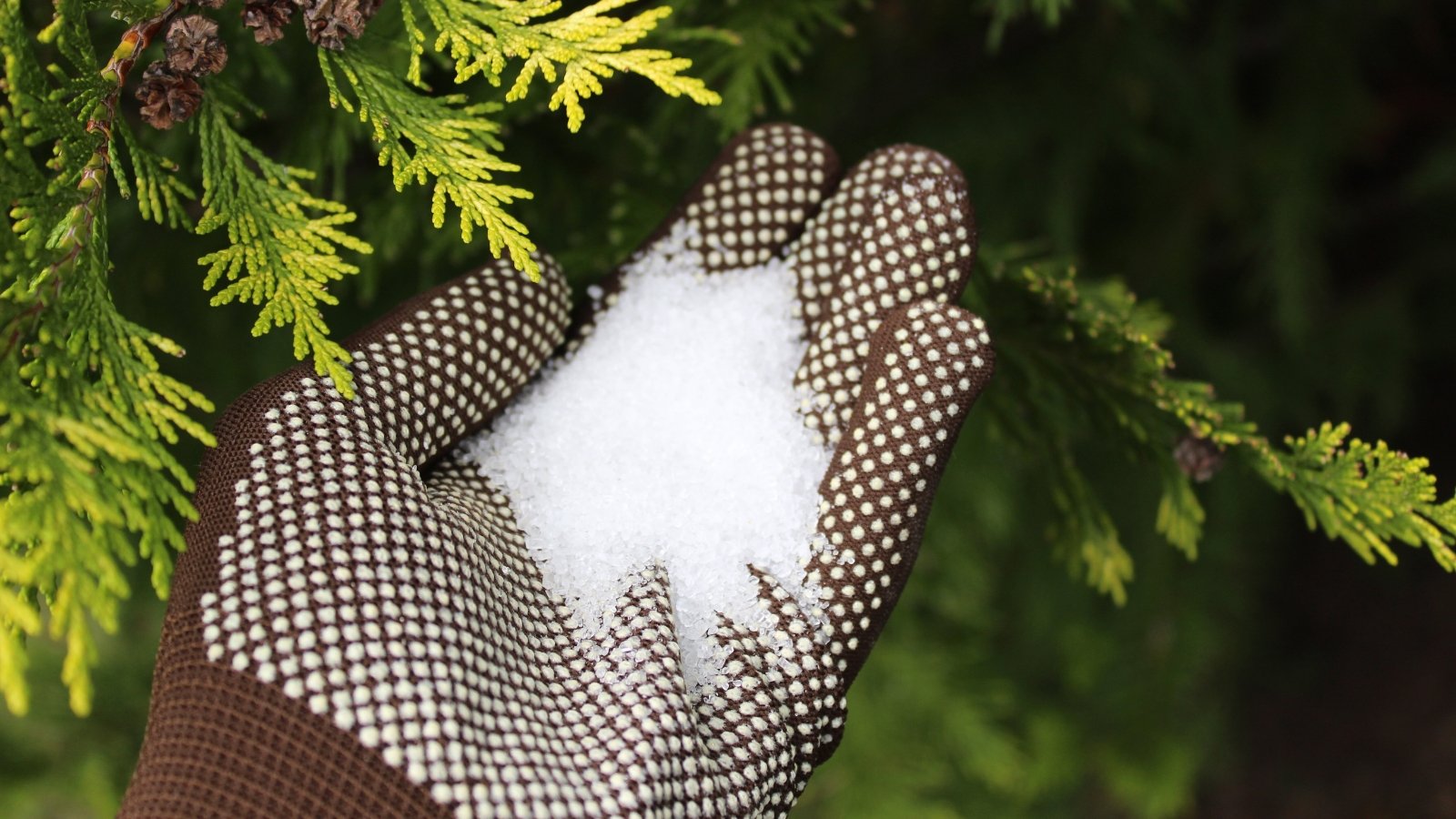 Close up of a gardener's hand in a brown glove holding a handful of fine white Epsom salt near the green scaly leaves of a thuja.