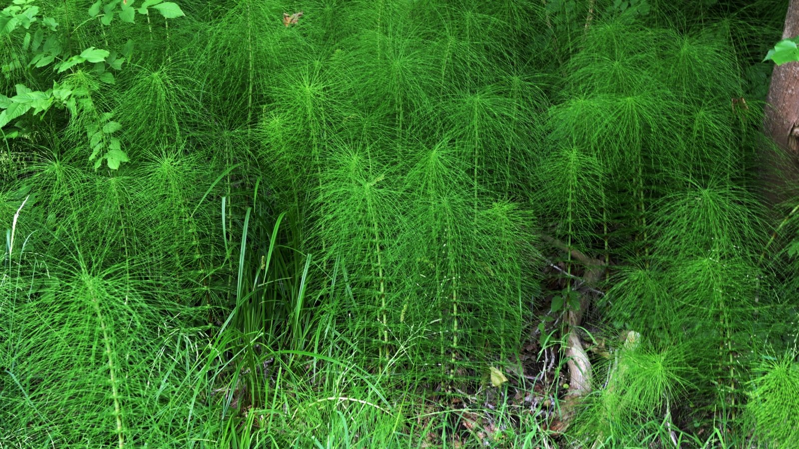 Jointed, hollow green stems with a rough texture, segmented with tiny brushlike reproductive cones at tips.