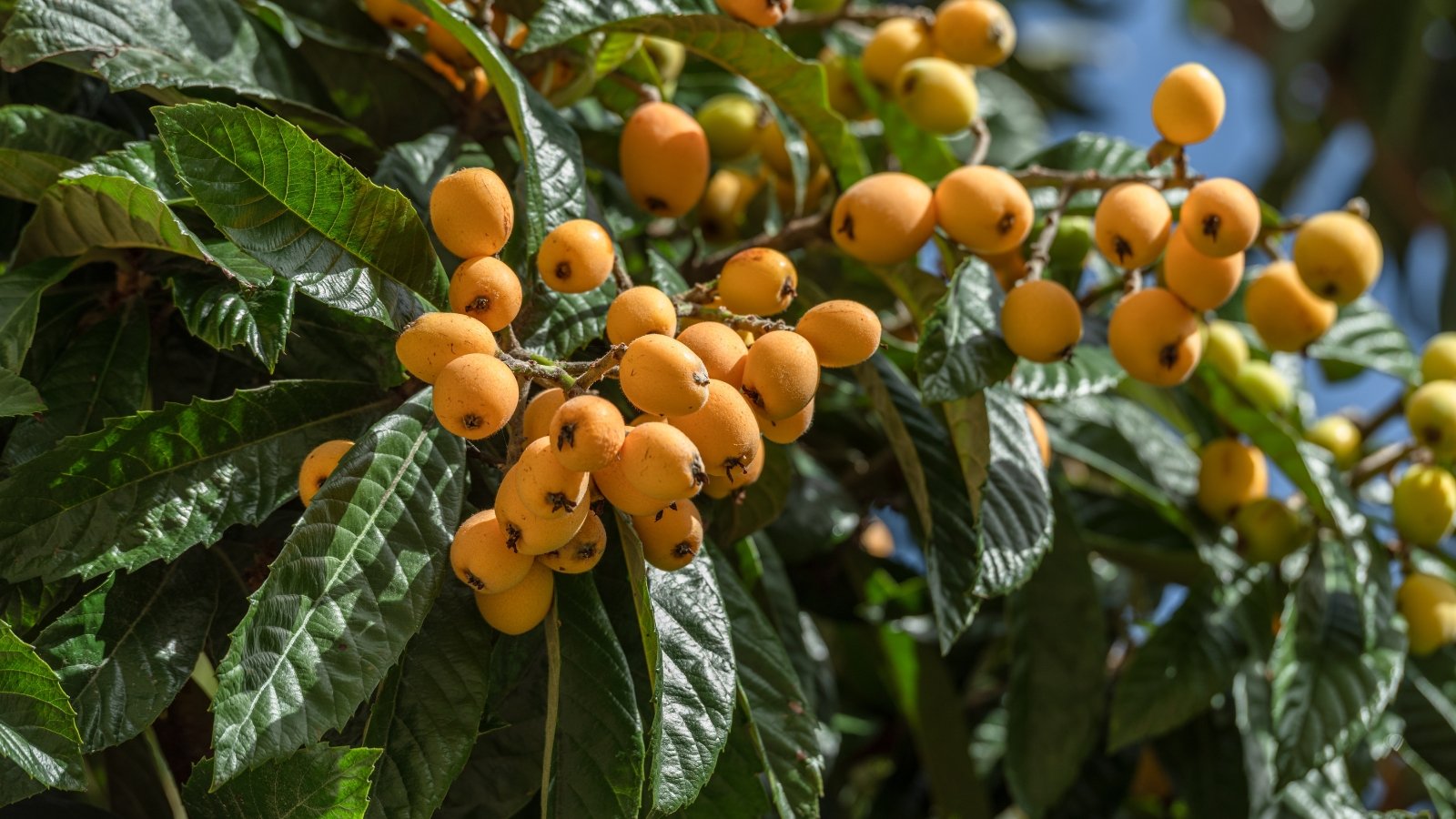 Woody branches with thick, glossy dark green leaves with smooth margins, holding oval to slightly oblong yellow-orange fruits with smooth, firm skin.