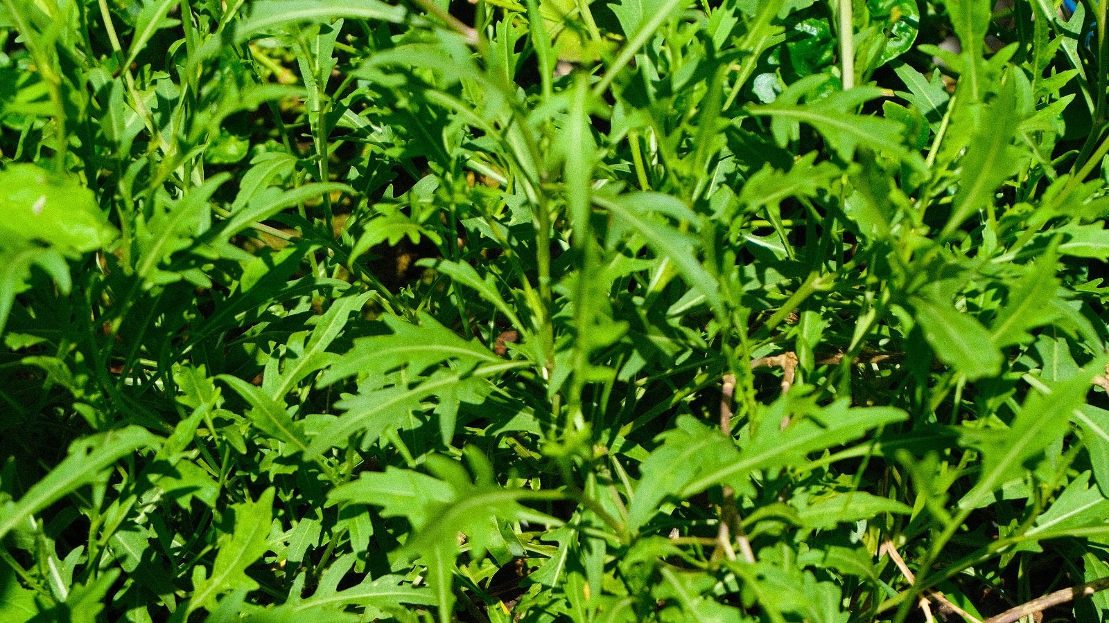 A dense cluster of dark green, deeply lobed leaves with jagged edges growing from multiple thin stems.