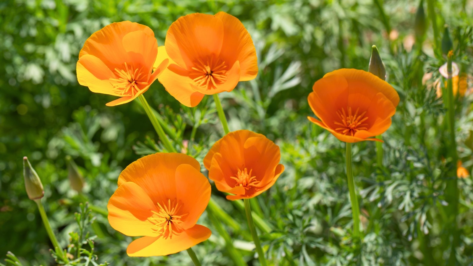 Several brilliant orange, cup-shaped flowers with delicate, creased petals and many prominent yellow stamens.
