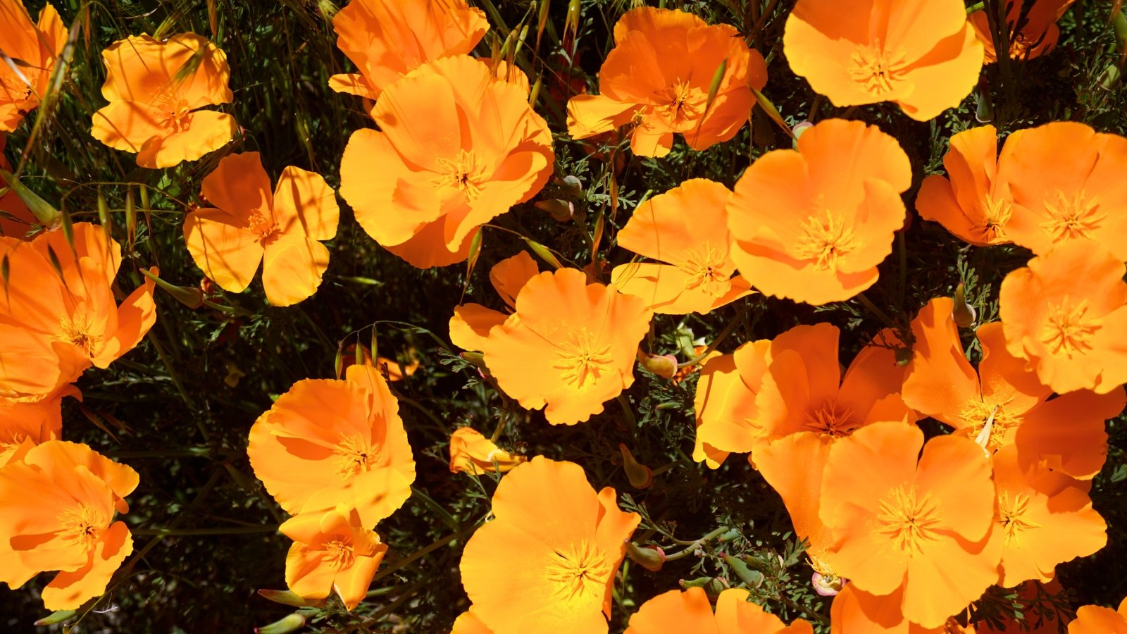 A top-down view of several vibrant orange flowers with four silky petals and many yellow stamens at the center.