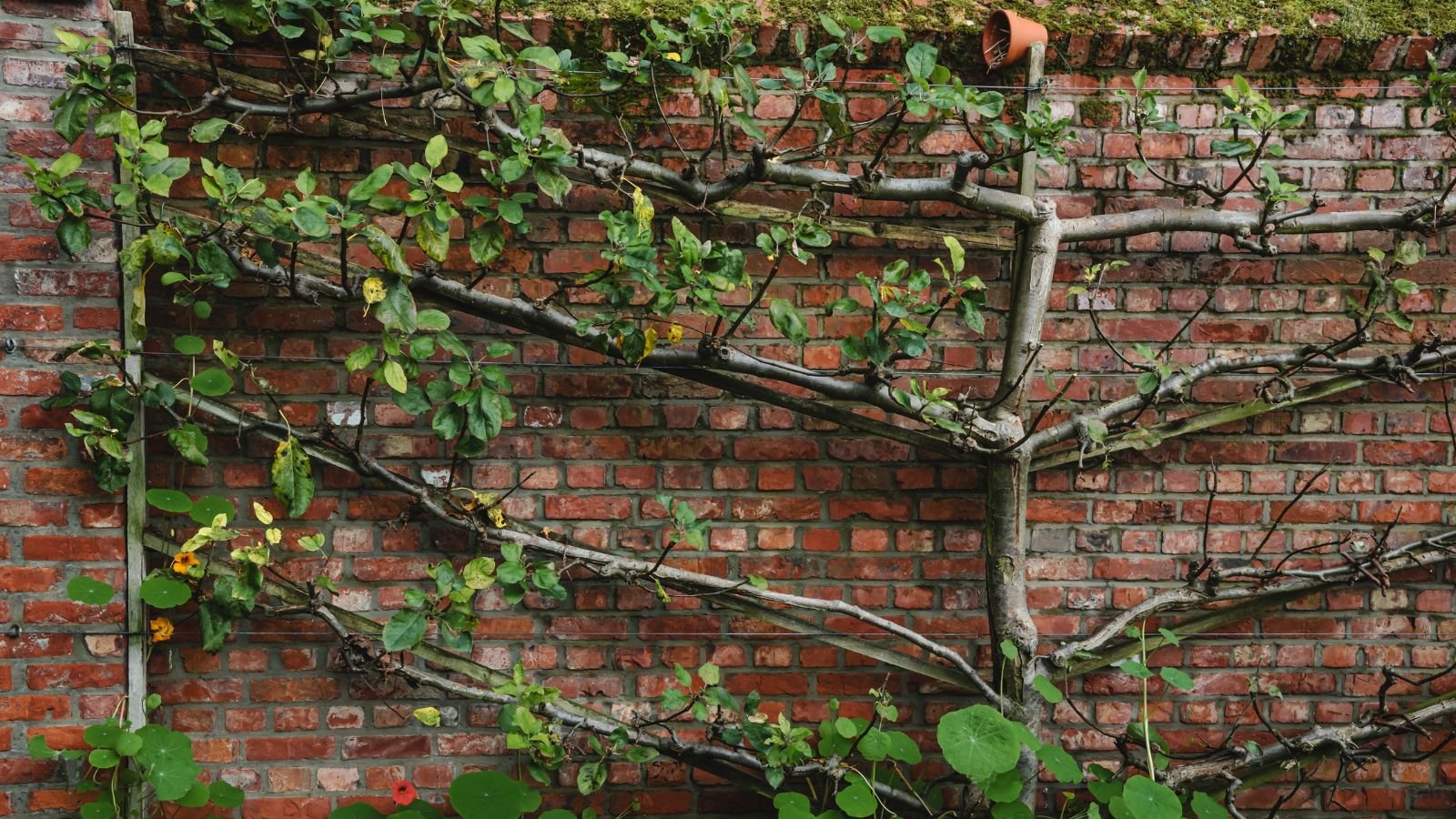An Espalier setup that uses different plants and branches to create desirable patterns against a vertical surface