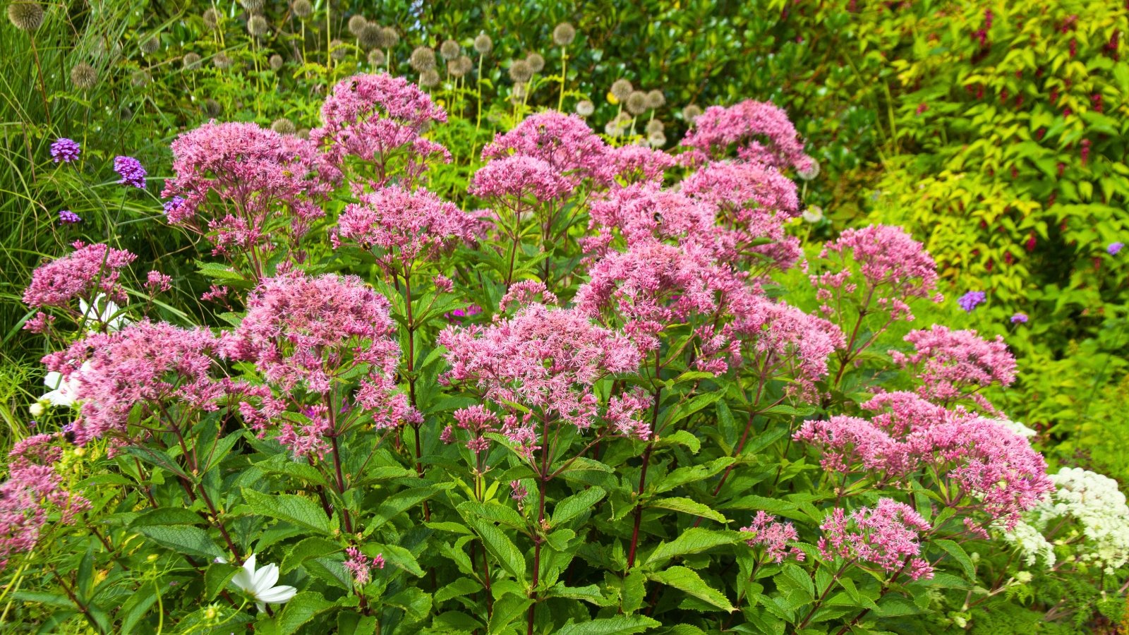 A large, rounded cluster of tiny, light pink to purple flowers with long, wispy petals.