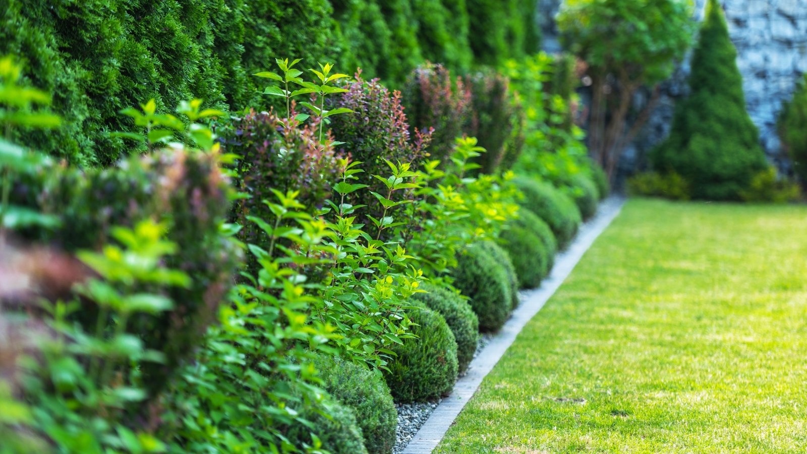A vibrant garden pathway is lined with spherical boxwood shrubs and tall green arborvitaes creating an evergreen screen.