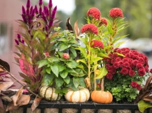 Fall container makeovers, having different perennials with blooming flowers in different colors placed outdoors