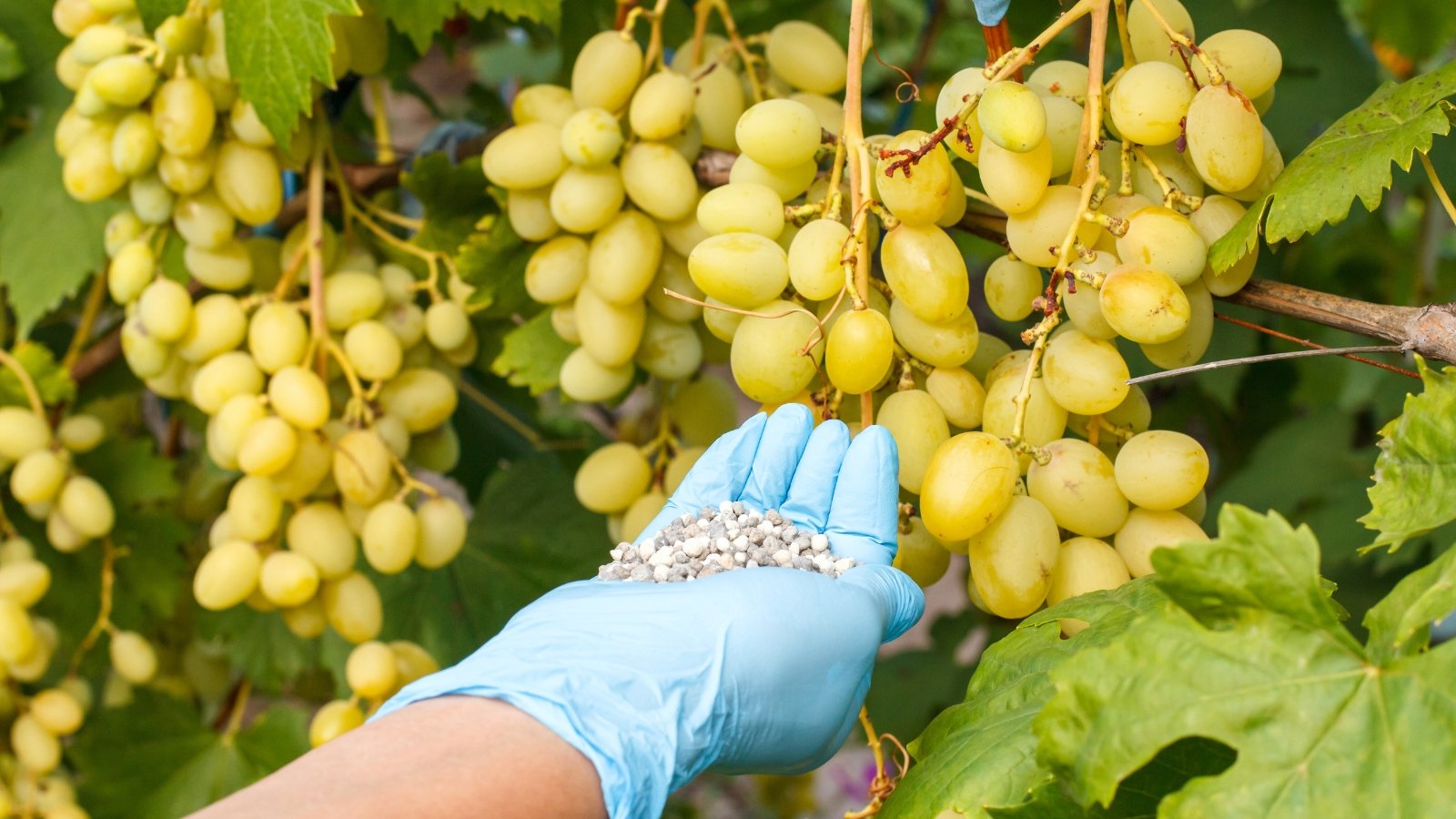 Close-up of a farmer’s gloved hand holding granular fertilizer beside long clusters of oval yellow-green grapes nestled among lush, lobed green foliage in the garden.