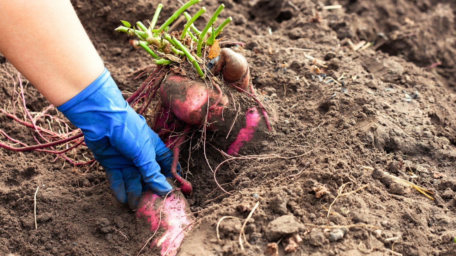 Close-up of a gardener's hands in blue gloves reaching into brown loose soil to pick up a cluster of elongated, irregularly shaped, pinkish tubers with trimmed green stems.
