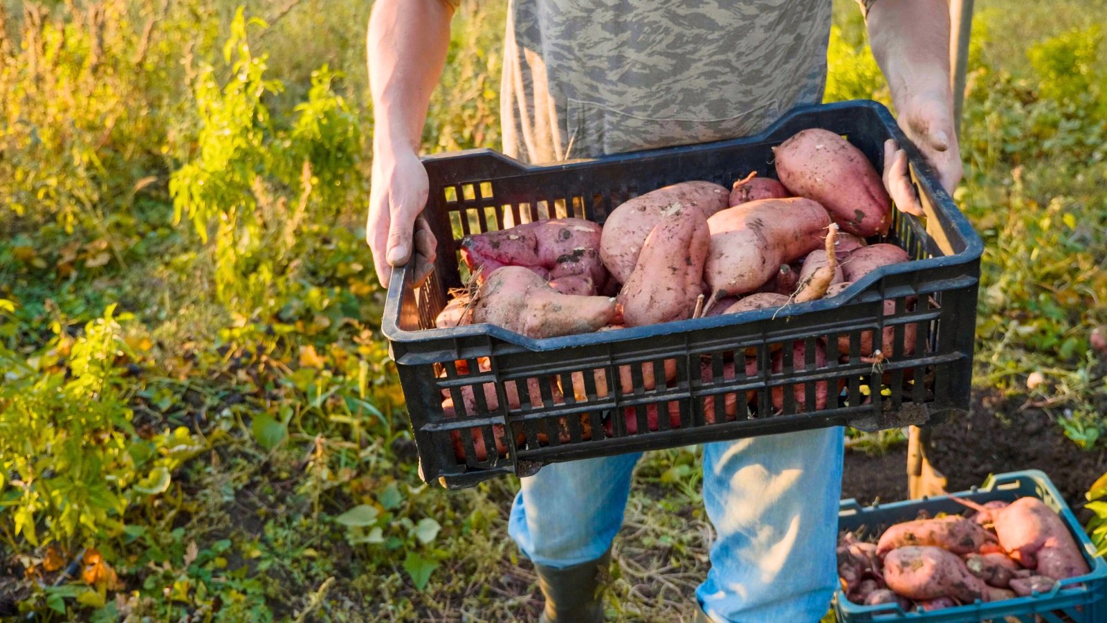 A farmer carries a large crate full of freshly picked, elongated, irregularly shaped, pinkish-brown tubers in a sunny garden.