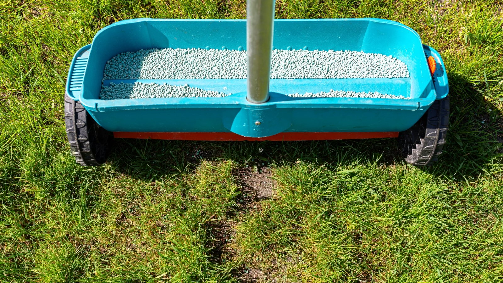 Granular grass fertilizer is evenly spread over a young lawn using a manual grass seeder, promoting healthy green growth.