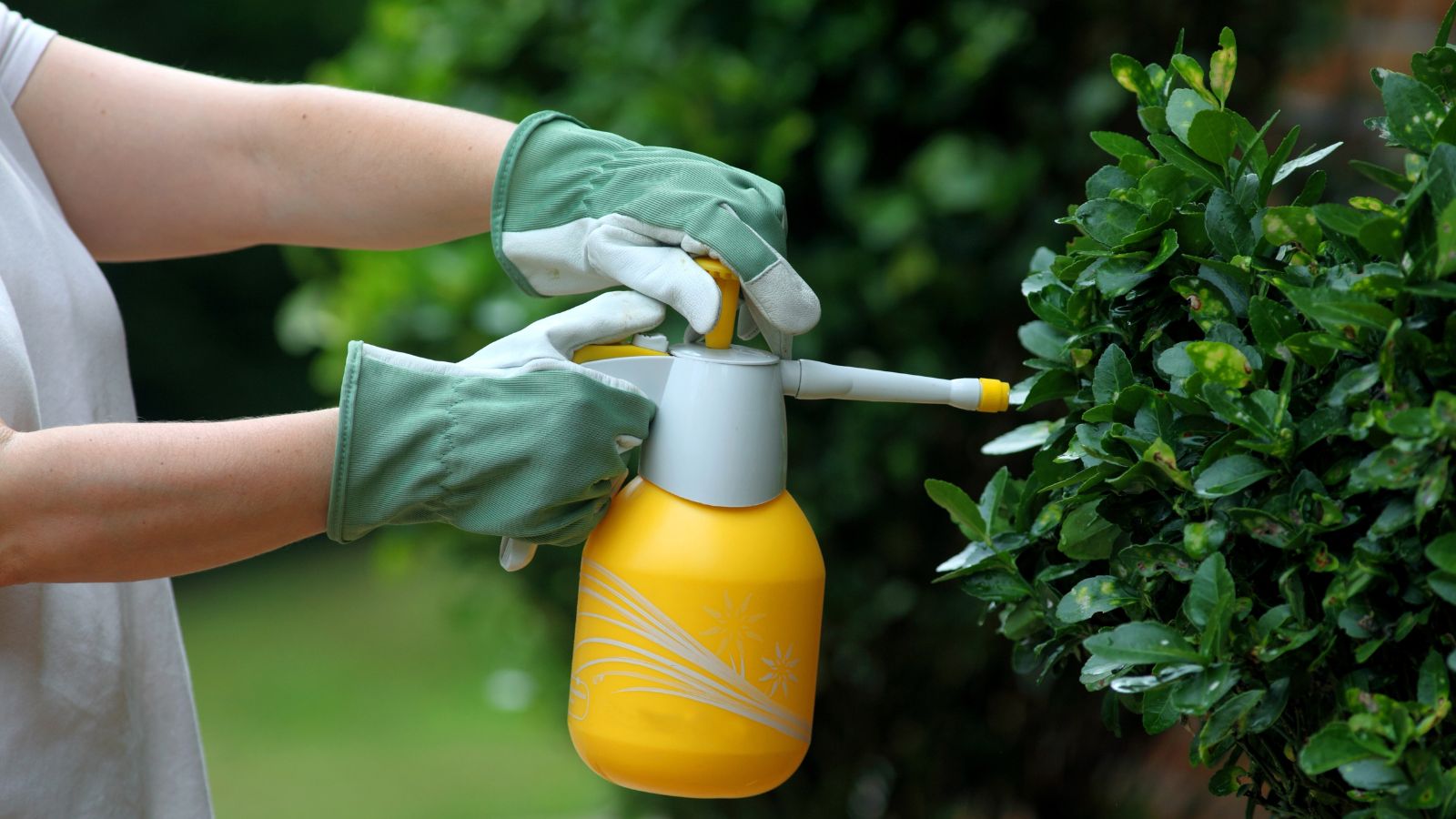 Fertilizing using a yellow spray bottle, pointed at a bush growing vertically