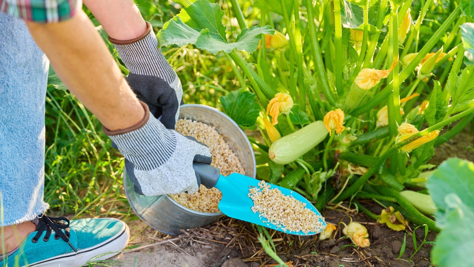 A gardener uses a blue trowel to scoop fertilizer from a large bucket and apply it around the base of thriving zucchini plants with broad green leaves and long green fruits with orange flowers at the ends.