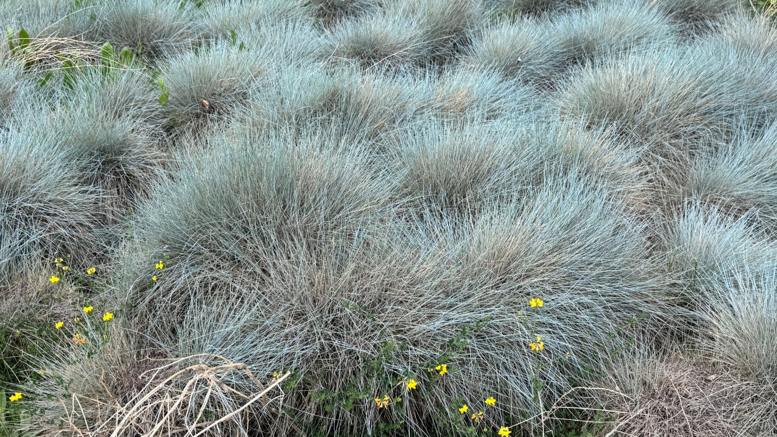 Dense clumps of fine, silvery-blue narrow leaves with a soft, tufted texture forming neat mounds.