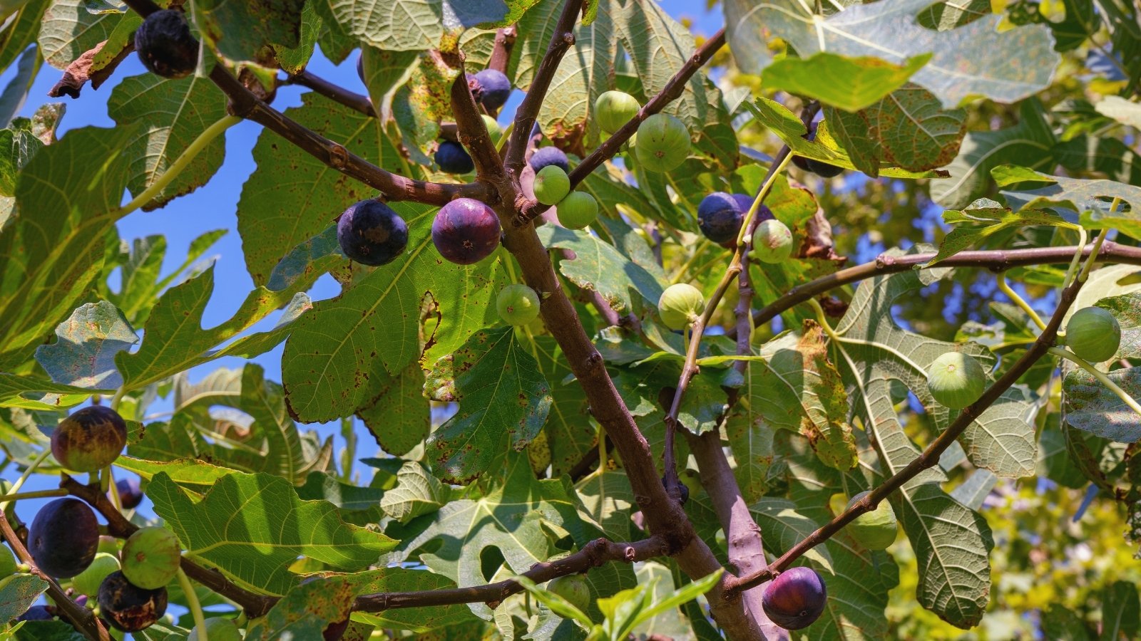 Compact branches with broad, slightly lobed green leaves with smooth edges, bearing small, round to slightly oval fig-like fruits with purplish-green skin.
