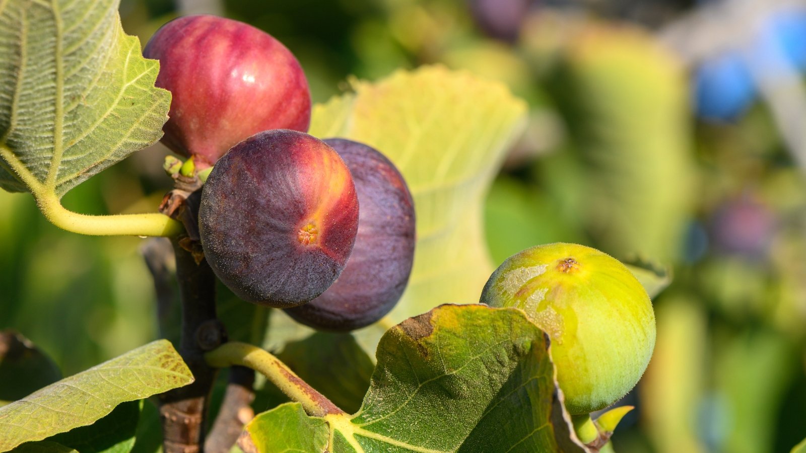 Broad, lobed green leaves shading plump purple fruits on sturdy branches.