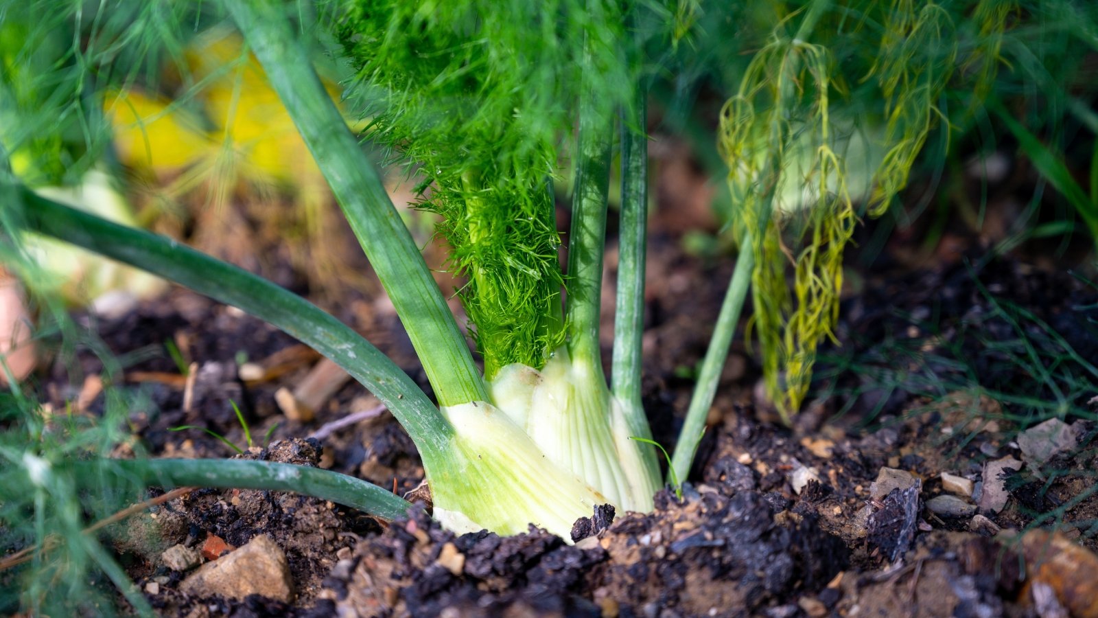 A round, bulbous white and light green base with feathery green fronds growing upward.