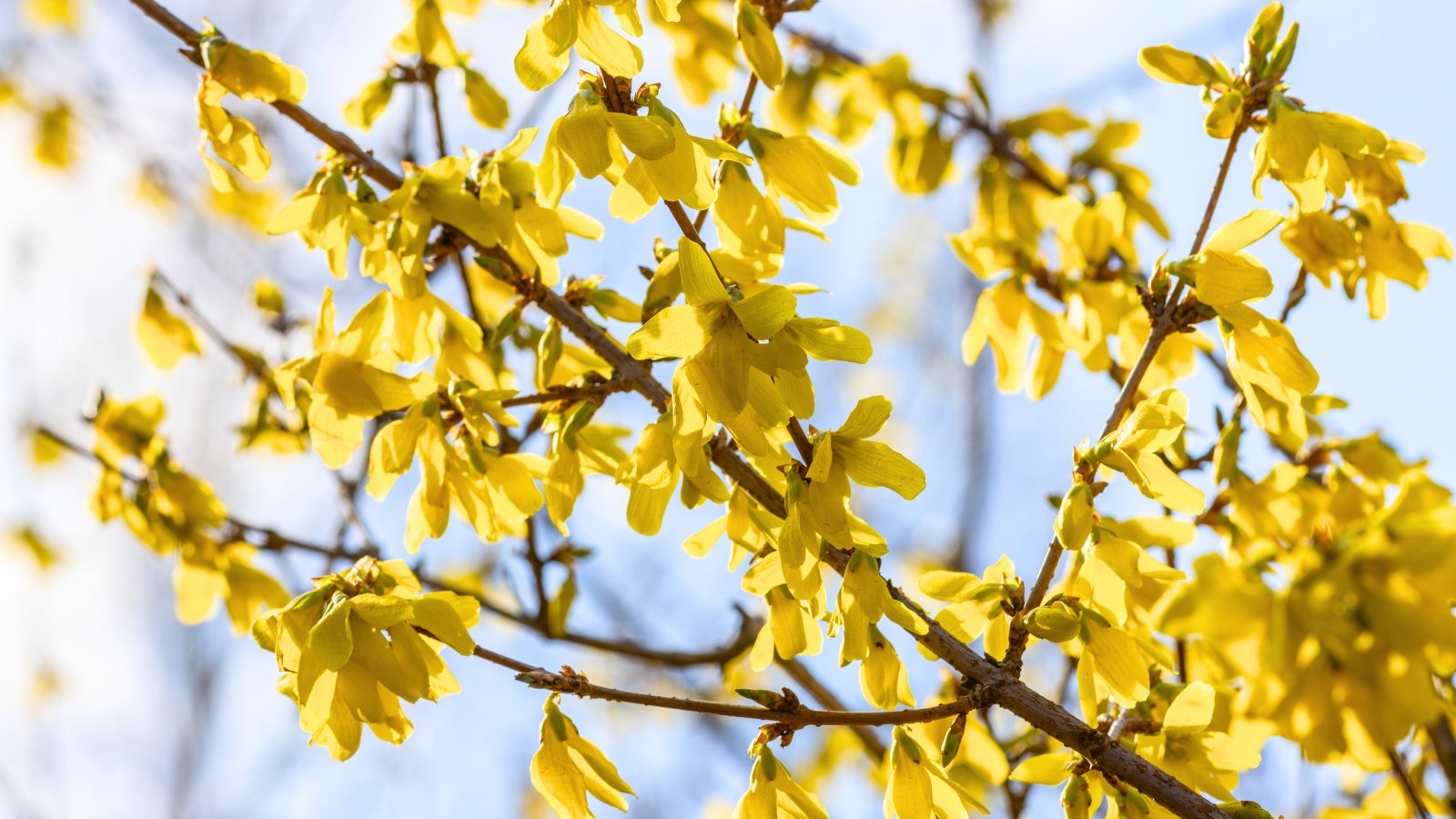 Numerous bright yellow, bell-shaped flowers with four petals each bloom along a bare brown branch against a soft blue sky.