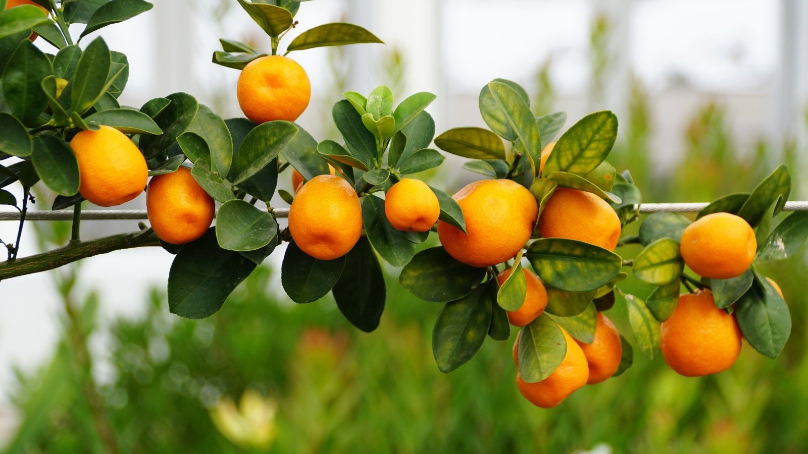 Slender, arching branches with shiny, narrow dark green leaves with smooth margins, supporting small, oval, bright orange fruits clustered along the stems.