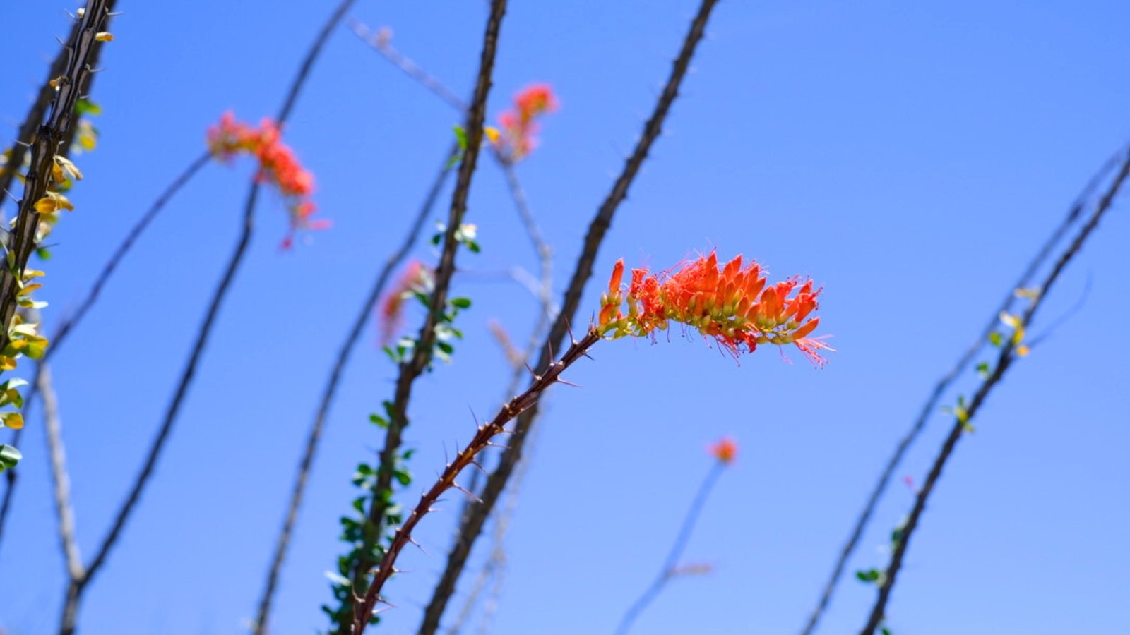 A thorny, woody stem with small green leaves and a cluster of bright orange, tubular flowers at the tip.