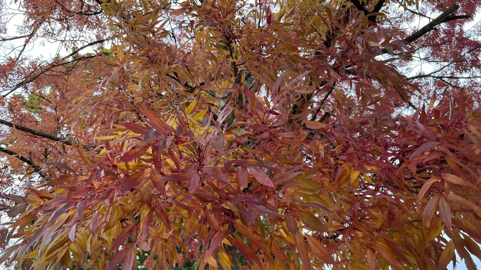 A thick Fraxinus oxycarpa ‘Raywood’ bush appearing to have reddish leaves and dark woody branches