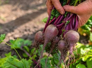 Gardener’s hands hold freshly pulled beets with round reddish-purple roots and long green leaves with burgundy stems.