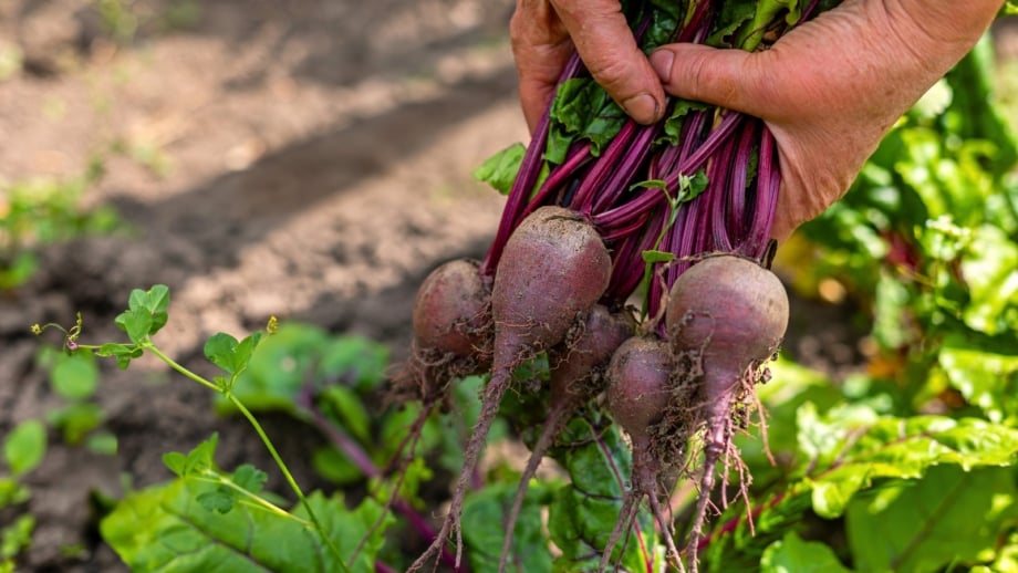 When to Harvest the Most Common Autumn Vegetables: A Beginner's Guide