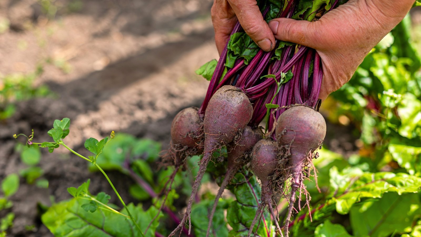 Gardenerβs hands hold freshly pulled beets with round reddish-purple roots and long green leaves with burgundy stems.