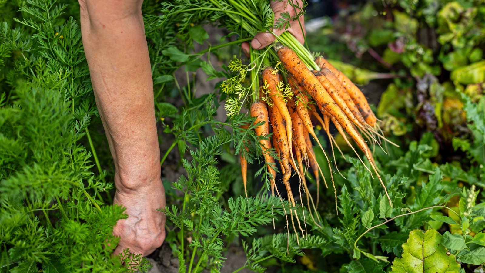 Gardenerβs hands hold a bunch of freshly harvested orange carrots with green tops while pulling another from the soil in a home garden.