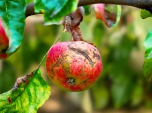 Apple fruits hanging on the branch with dark, cracked, scabby lesions and irregular rough patches covering the skin, showing one of the fruit tree diseases.