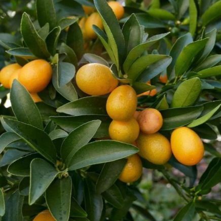 Fukushu Kumquat Tree