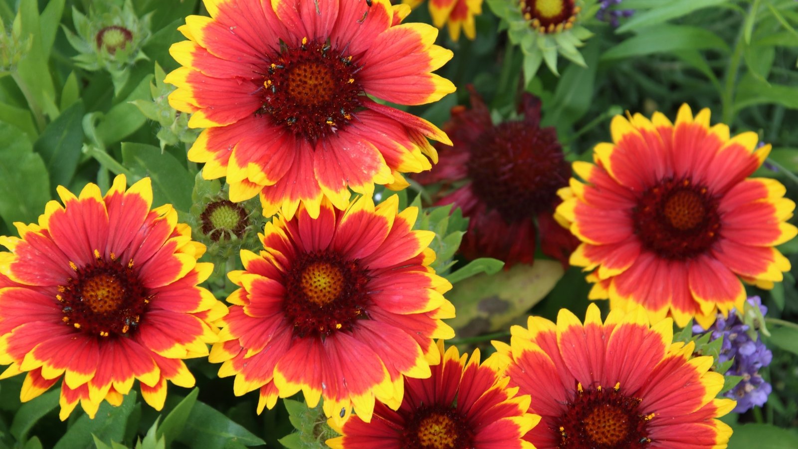 A group of large, red and yellow flowers with serrated edges and a reddish-brown center.