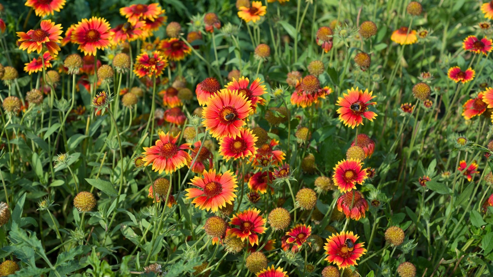 Daisy-like blooms with fiery red and yellow petals crown hairy green stems lined with lance-shaped leaves.