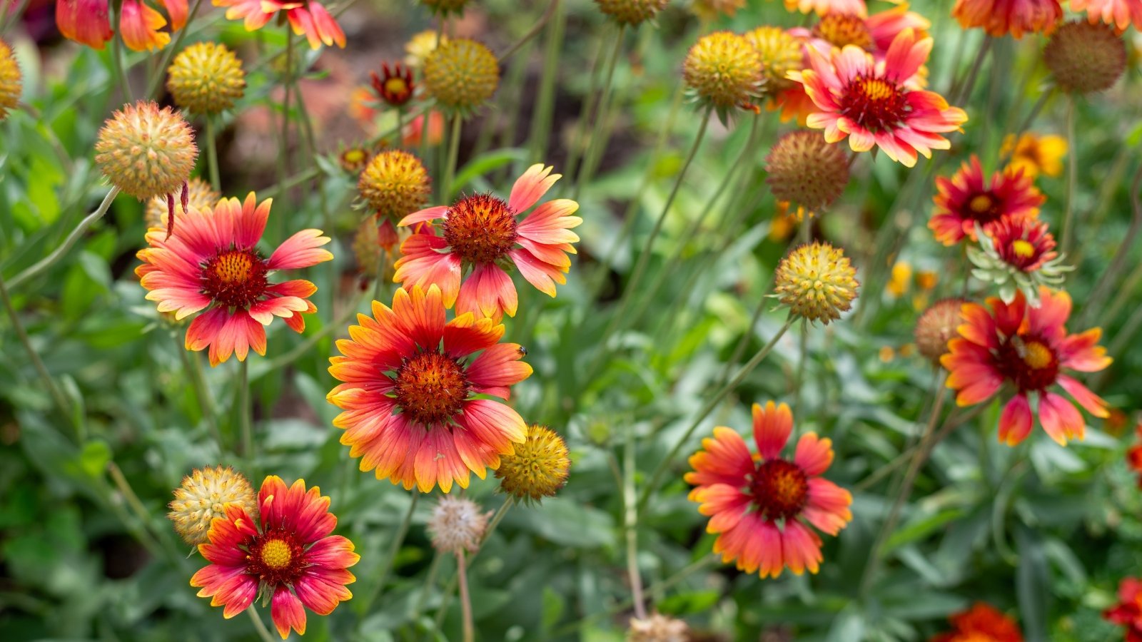 Upright stems with narrow green leaves and daisy-like flowers with red and yellow petals and raised yellow centers.