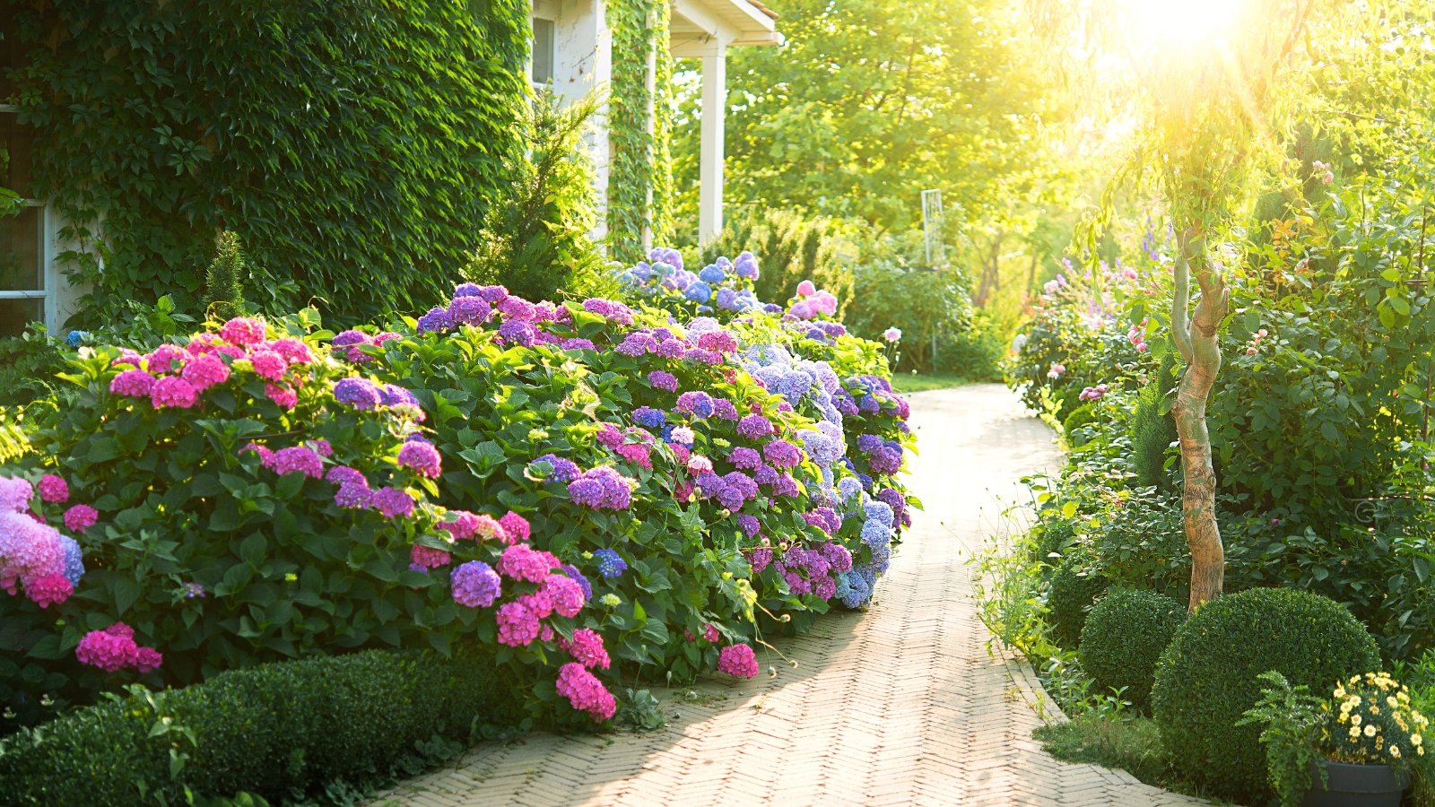 A beautiful sunny garden in front of a large white house, with lush flowering bushes of pink and blue hydrangeas, lush vines climbing the walls, neatly trimmed boxwood bushes and flowering climbing roses.