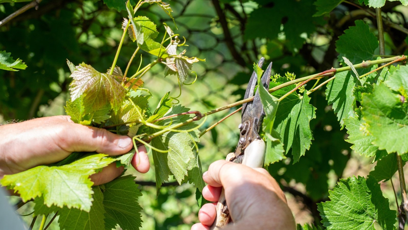 A gardener with pruning shears trims thin, climbing vines with broad, green, serrated foliage in a sunny garden.