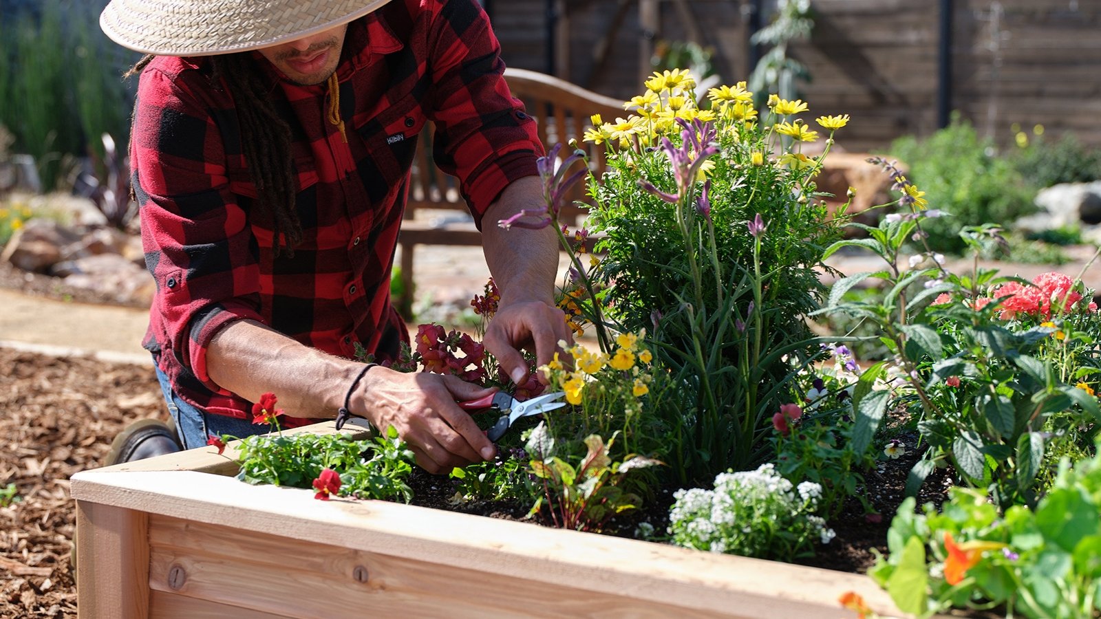 A gardener wearing a straw hat and red checked shirt trimming wilted flowers from plants in a wooden raised bed.