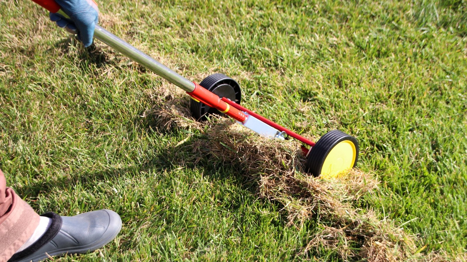 Gardener woman uses a roller moss removal rake to dethatch old grass from the lawn in the autumn garden.