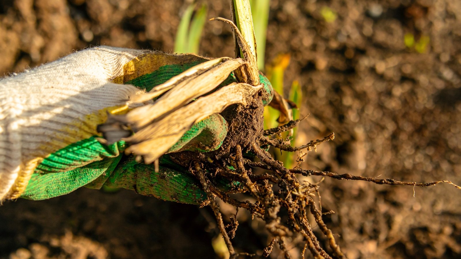 Gardener's hands in white-green gloves holding a plump bulb with drooping thin roots and dry, green leaves.
