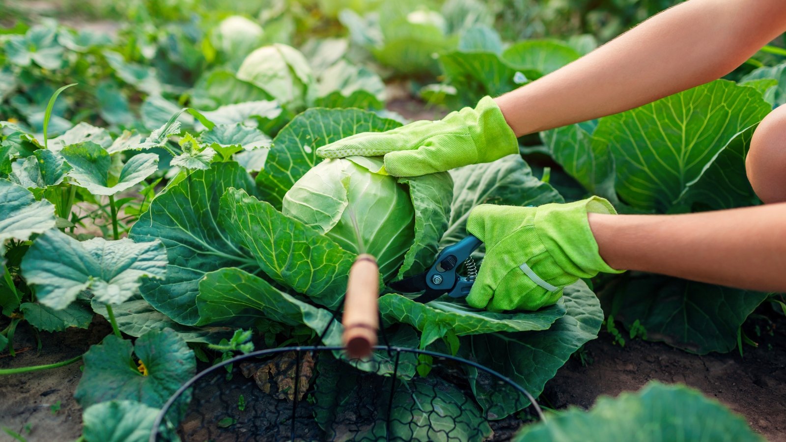 A gardener wearing green gloves trims with pruning shears a large cabbage head with tightly packed pale green layers surrounded by broad, waxy outer leaves in the garden bed.